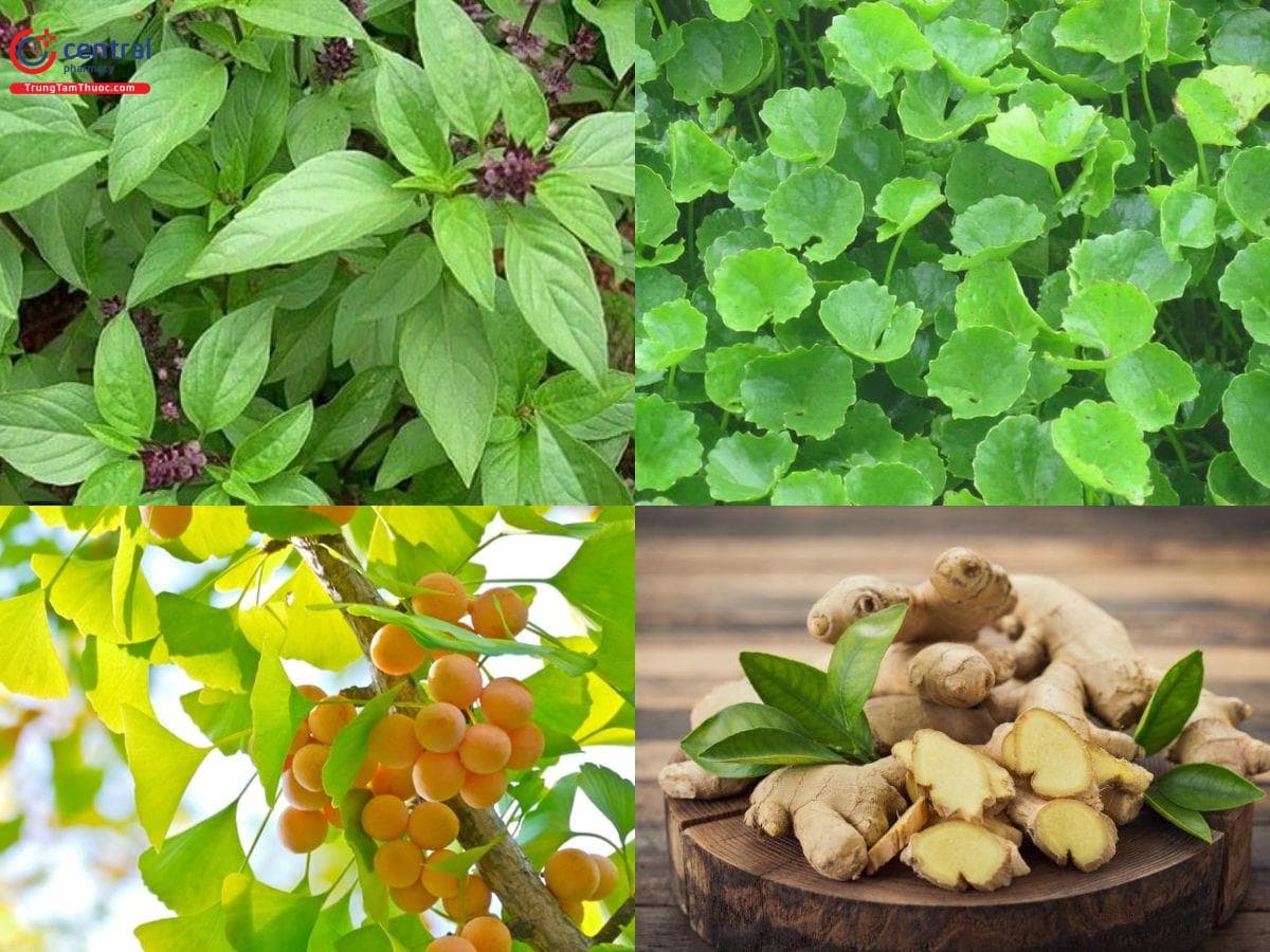 Sử dụng thảo dược Đông y