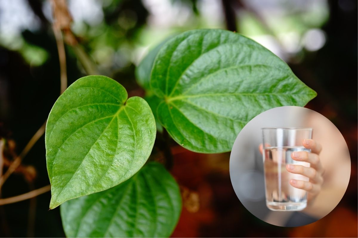 Kết hợp lá lốt với rượu trắng