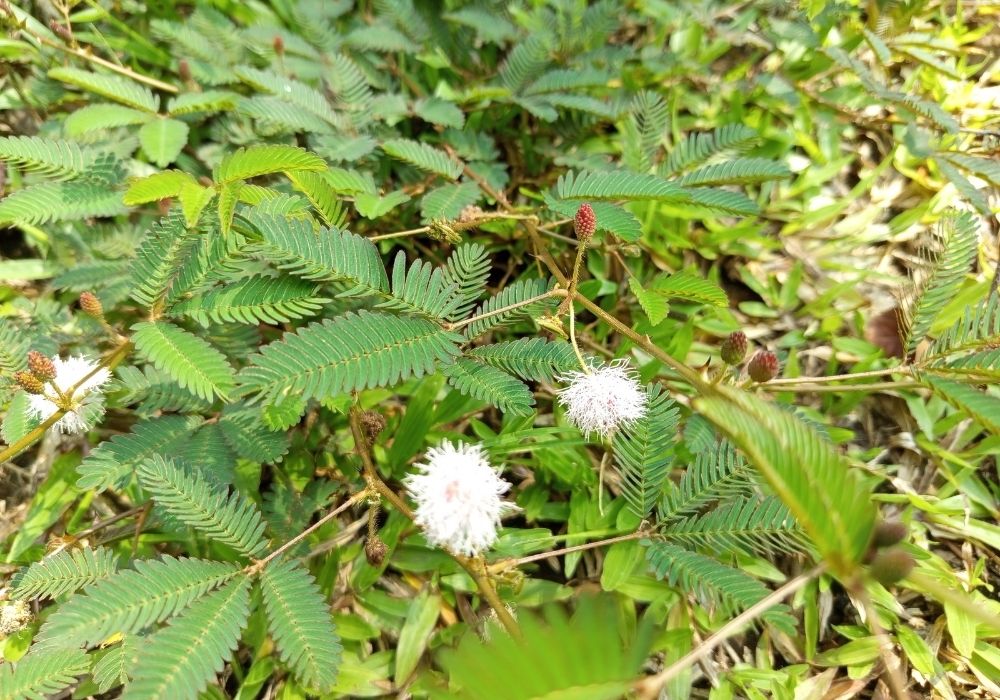 Cây xấu hổ
