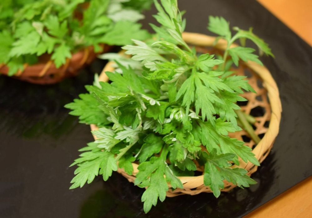 Ngải cứu - cây thuốc nam chữa tê tay
