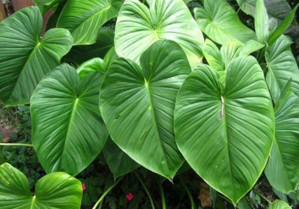 Thiên niên kiện