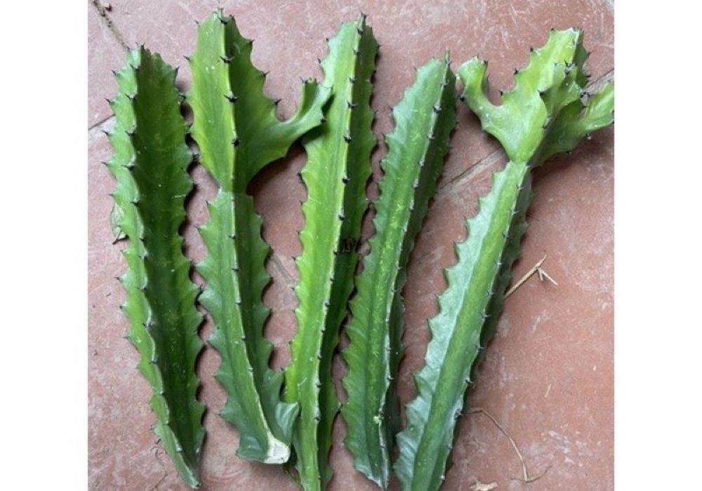 Xương rồng 3 cạnh là gì và vì sao lại được dùng để chữa đau lưng?