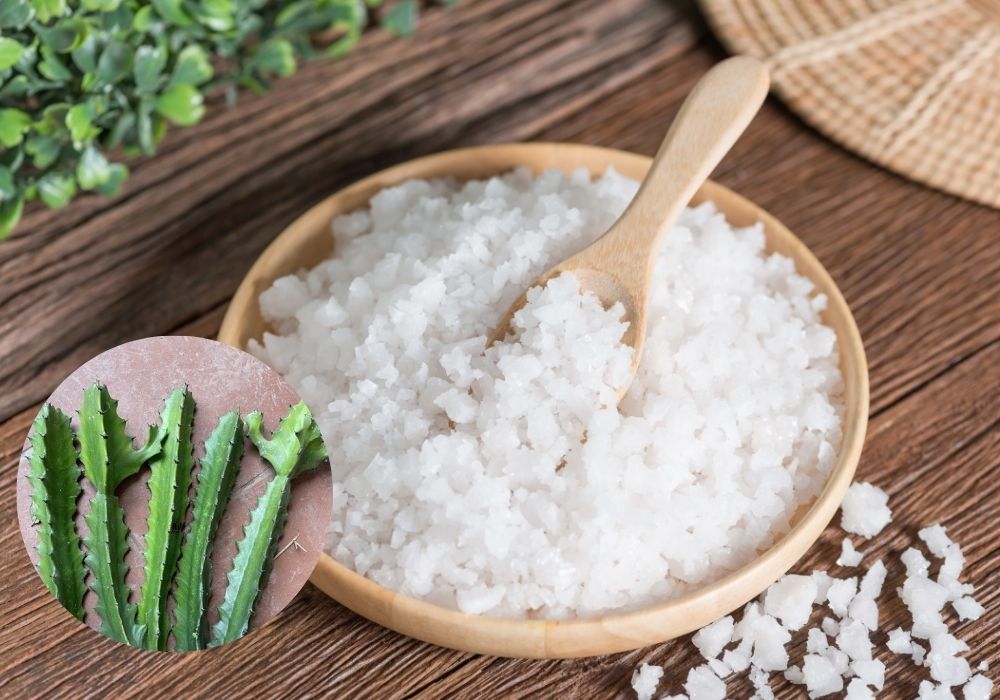 Chườm xương rồng kết hợp muối hột